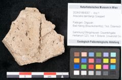 Foto (Objekt + Etikett) von Araucaria sternbergii Goeppert (NHMW-GEO-2024-0188-8307)
